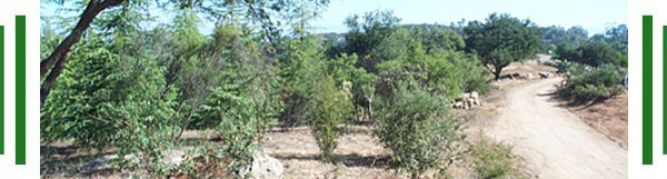 Ramona Fire Safe Council Events